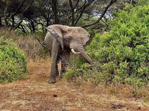 African elephant stepping out of the brush on safari