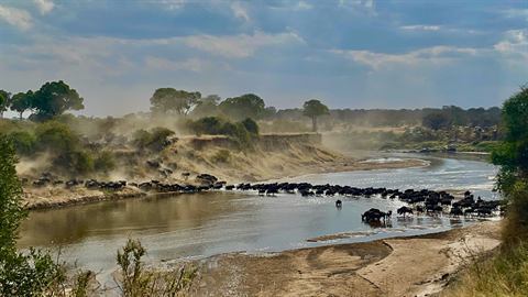 Wildebeest herd crossing a river during the Great Migration